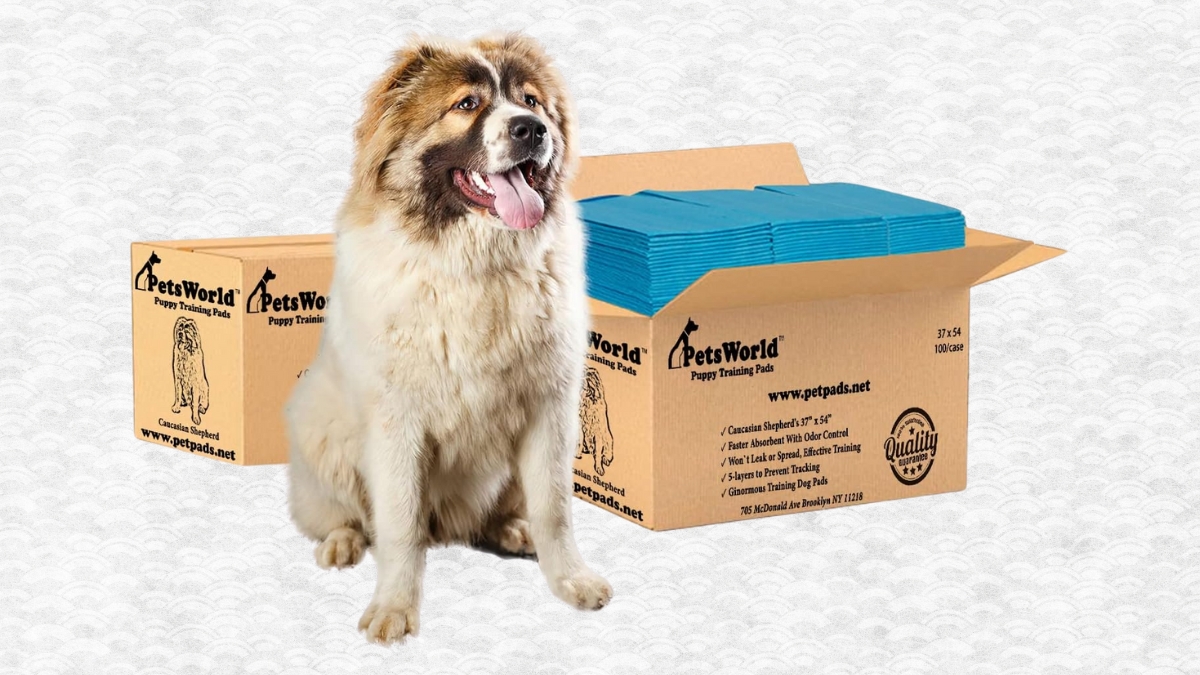 How Enormous Dog Potty Pads Help Keep Floors Dry and Clean
