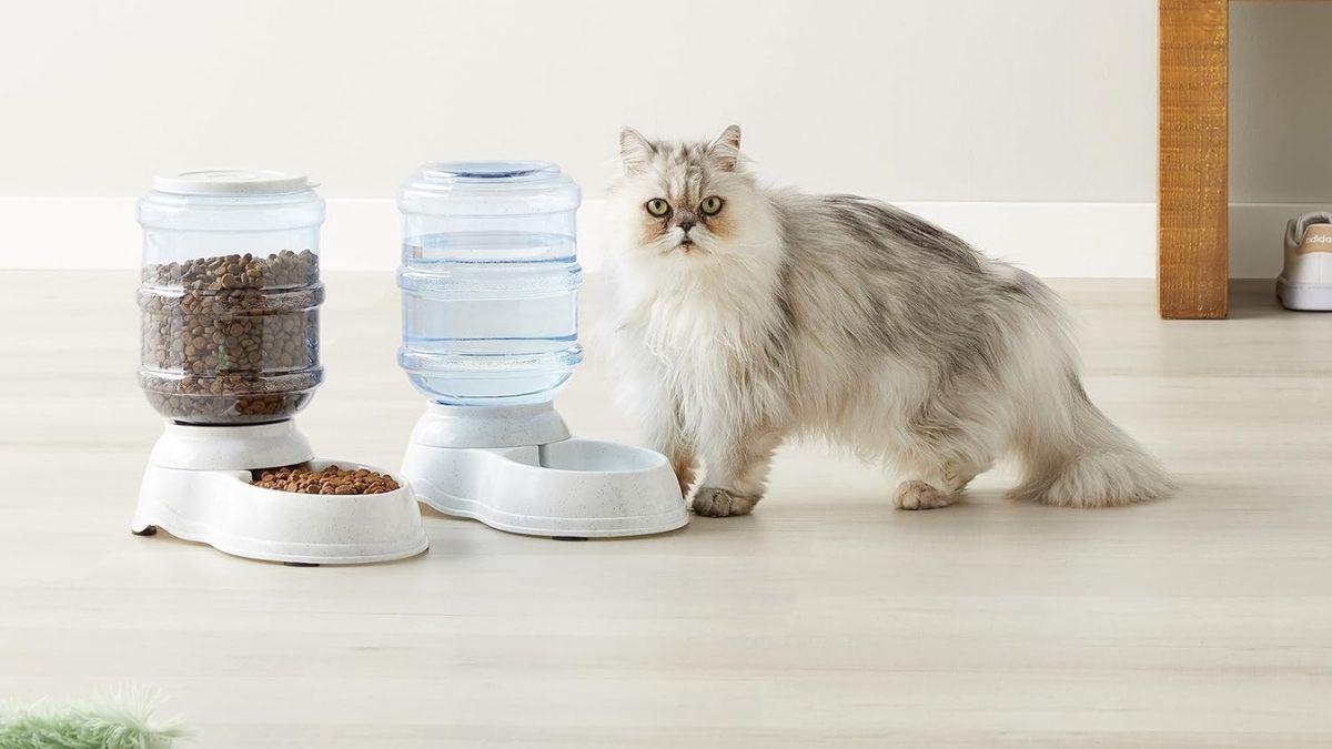 Why the Amazon Basics Gravity Feeder and Water Dispenser Is a Smart Pick for Pet Owners