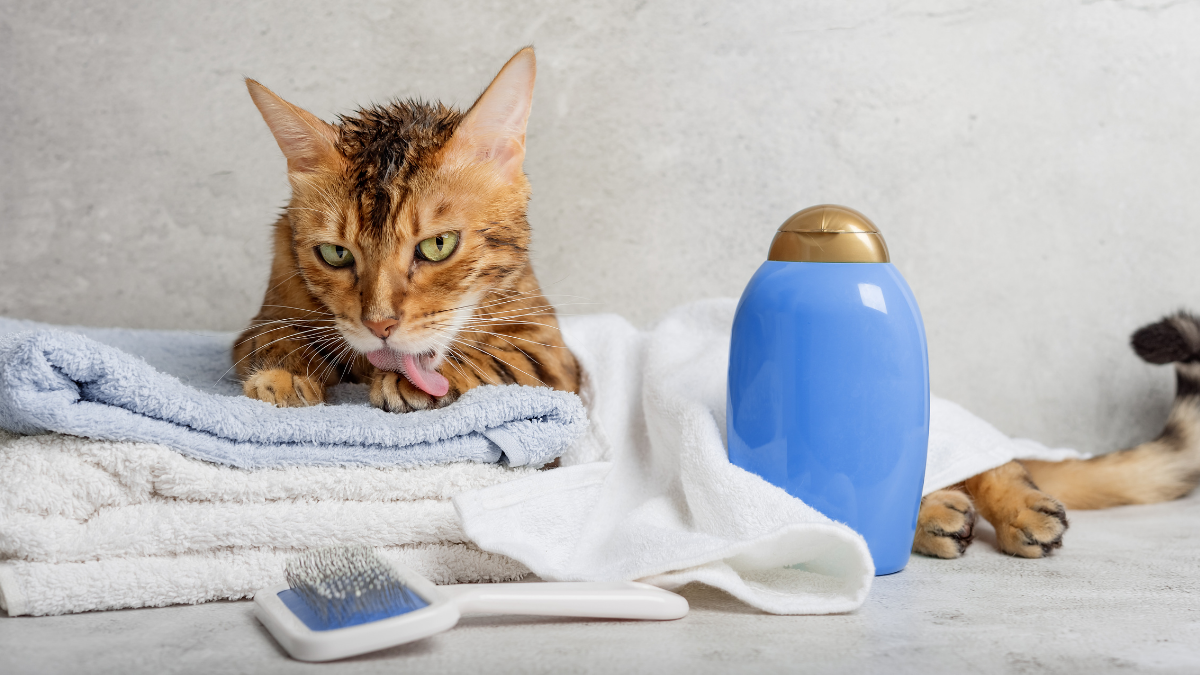 10 Essential Supplies Every New Cat Owner Should Consider